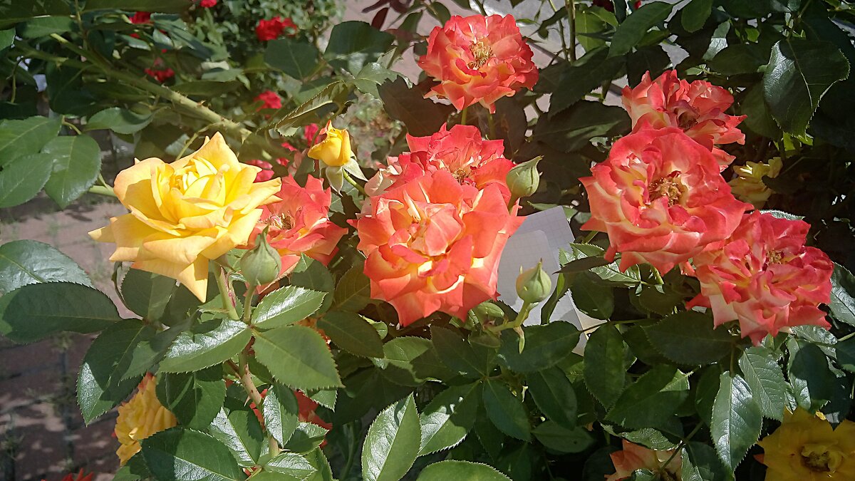 ,,, - Сергей Тимоновский