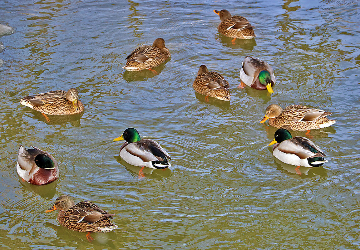 Уточки на речке Песочной - Светлана Уточки на речке Песочной - Светлана