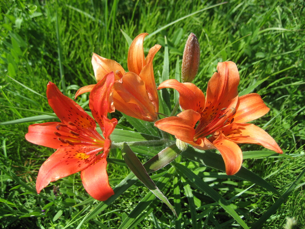 Лилия даурская - Anna Ivanova