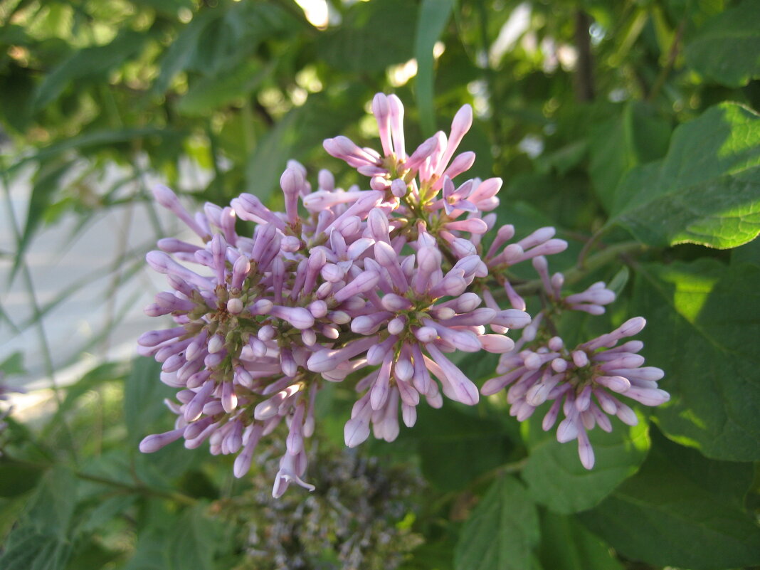 Сирень - Anna Ivanova Сирень - Anna Ivanova