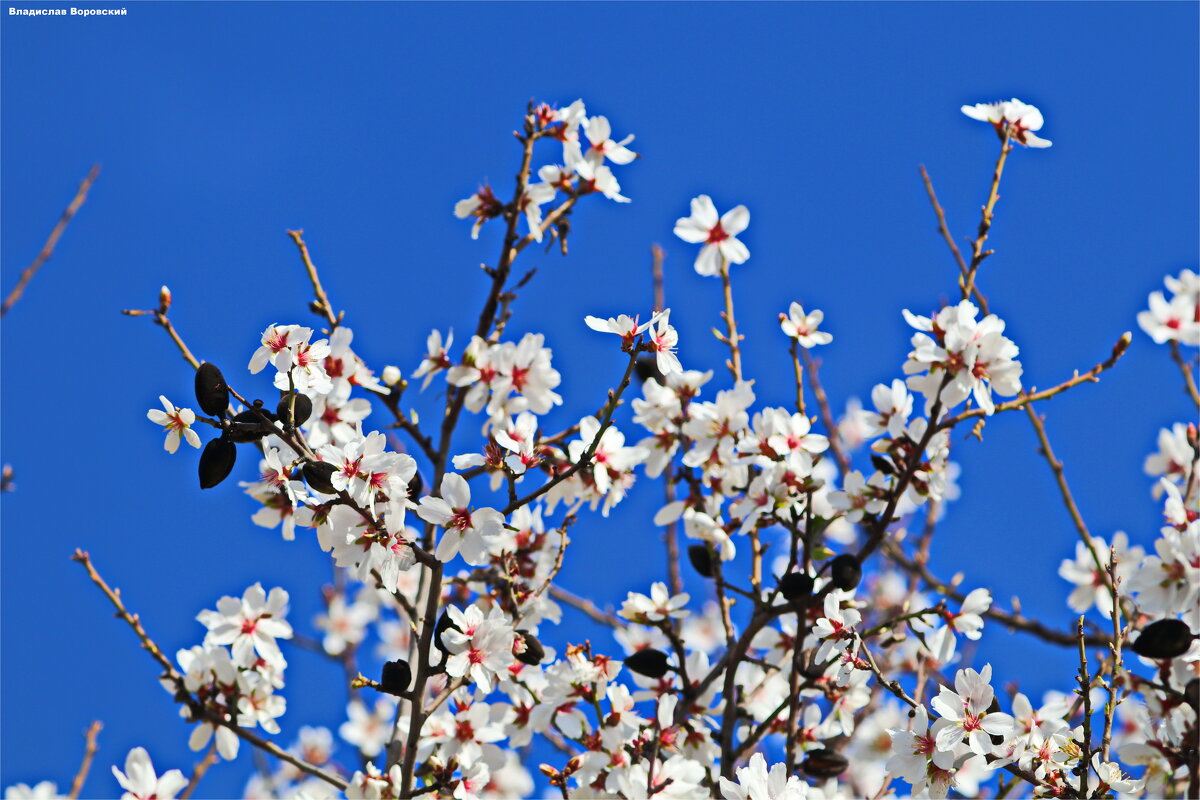 Природа 2025 - Владислав Воровский 