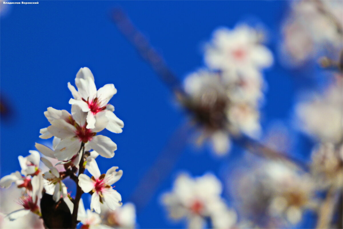 Природа 2025 - Владислав Воровский Природа 2025 - Владислав Воровский