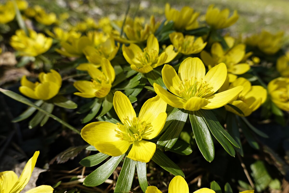 Первые весенние цветы… Вас земля всю зиму ожидала... - Галина Первые весенние цветы… Вас земля всю зиму ожидала... - Галина