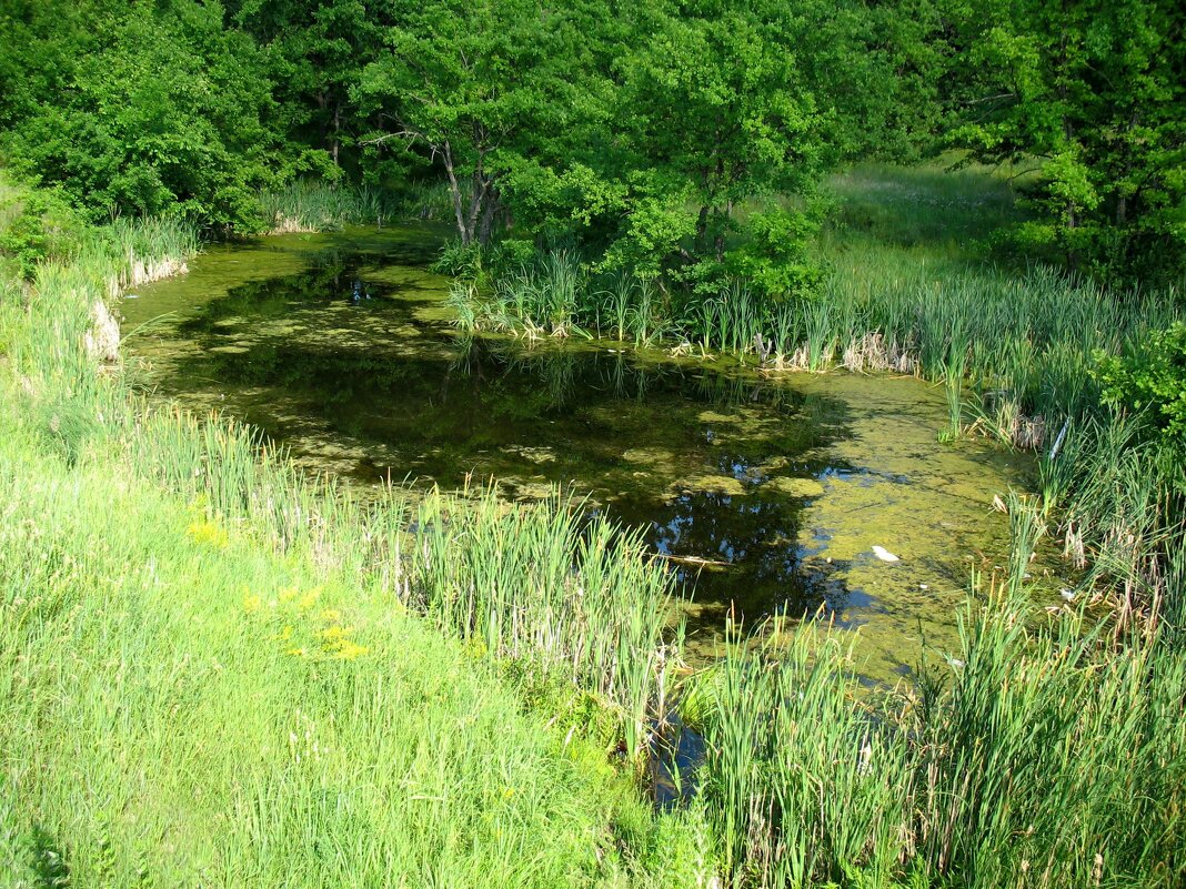 В лесу - Андрей Л. В.