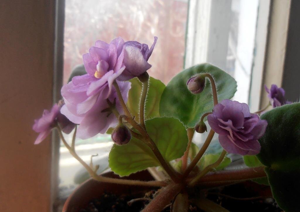 Фиалочка с филфака :) - Наталья 