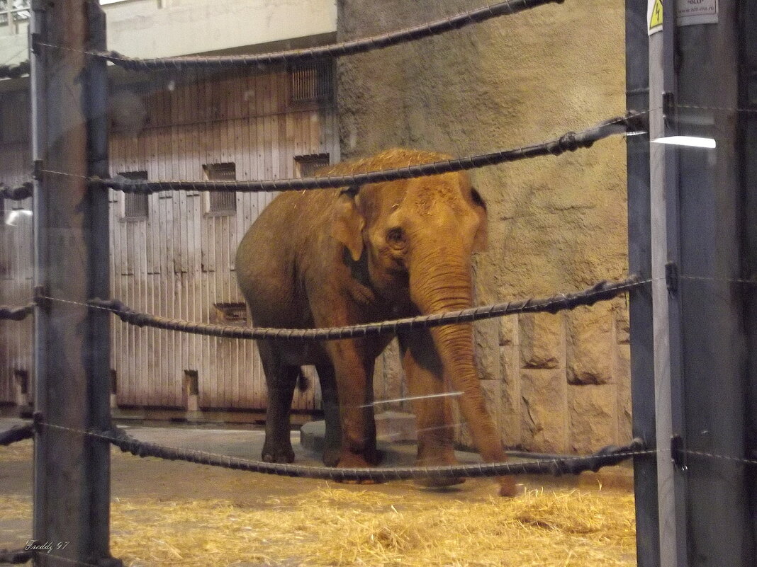 Отпустите меня..! - Freddy 97