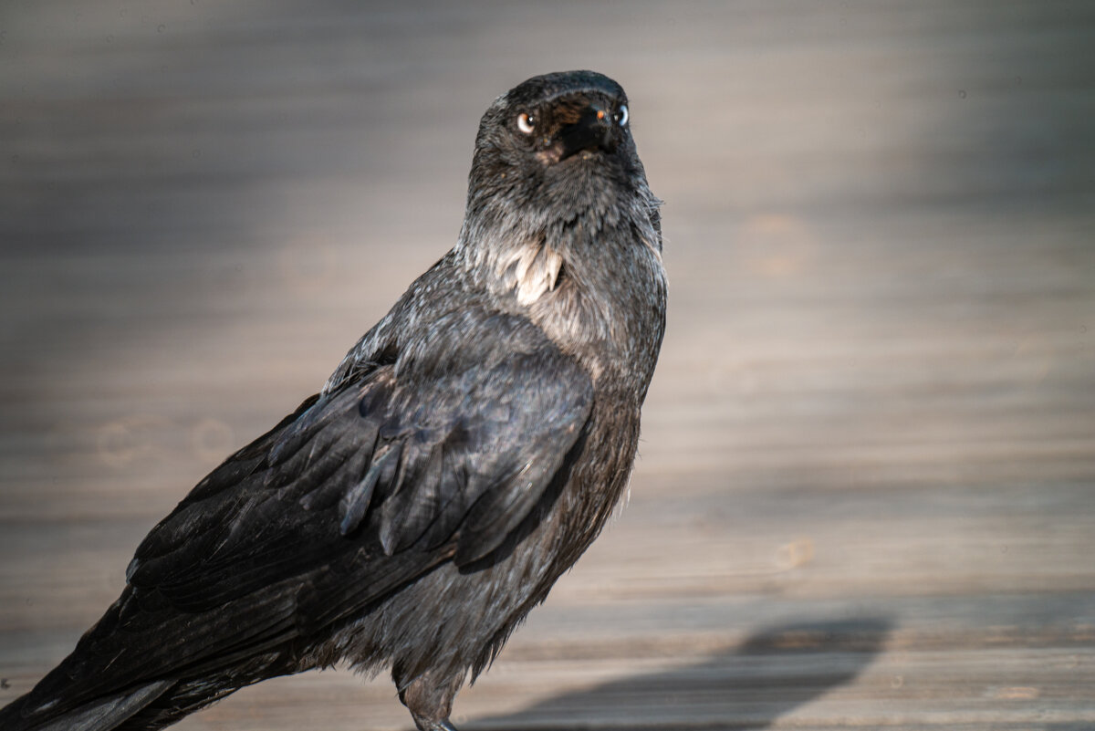 галка - Александр Леонов