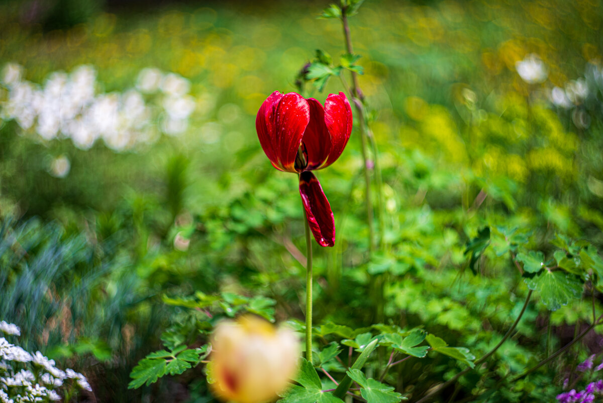 летние деньки - Александр Леонов