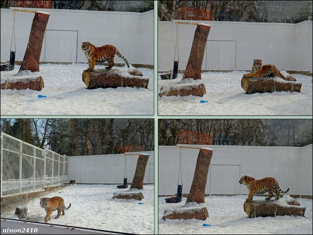 В ростовском зоопарке - Нина Бутко