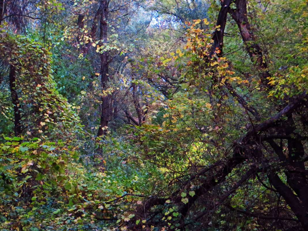 Леса акварель - Коля Лукашов