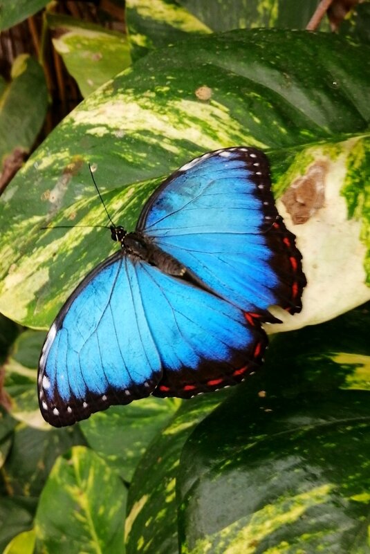 Про бабочку - Юрий. Шмаков