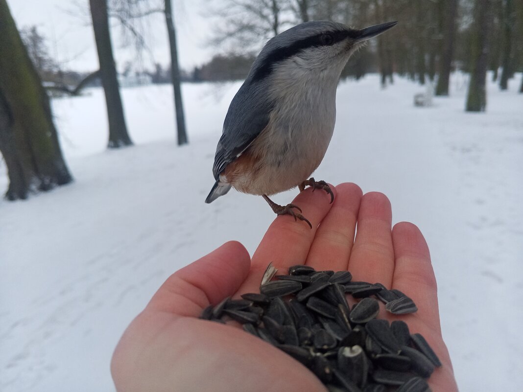 Поползень - Сапсан 