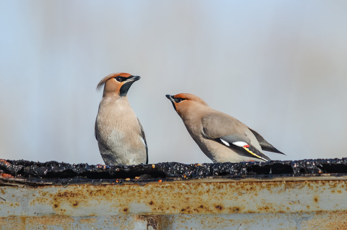 Свиристели. - Виктор Иванович Чернюк Свиристели. - Виктор Иванович Чернюк