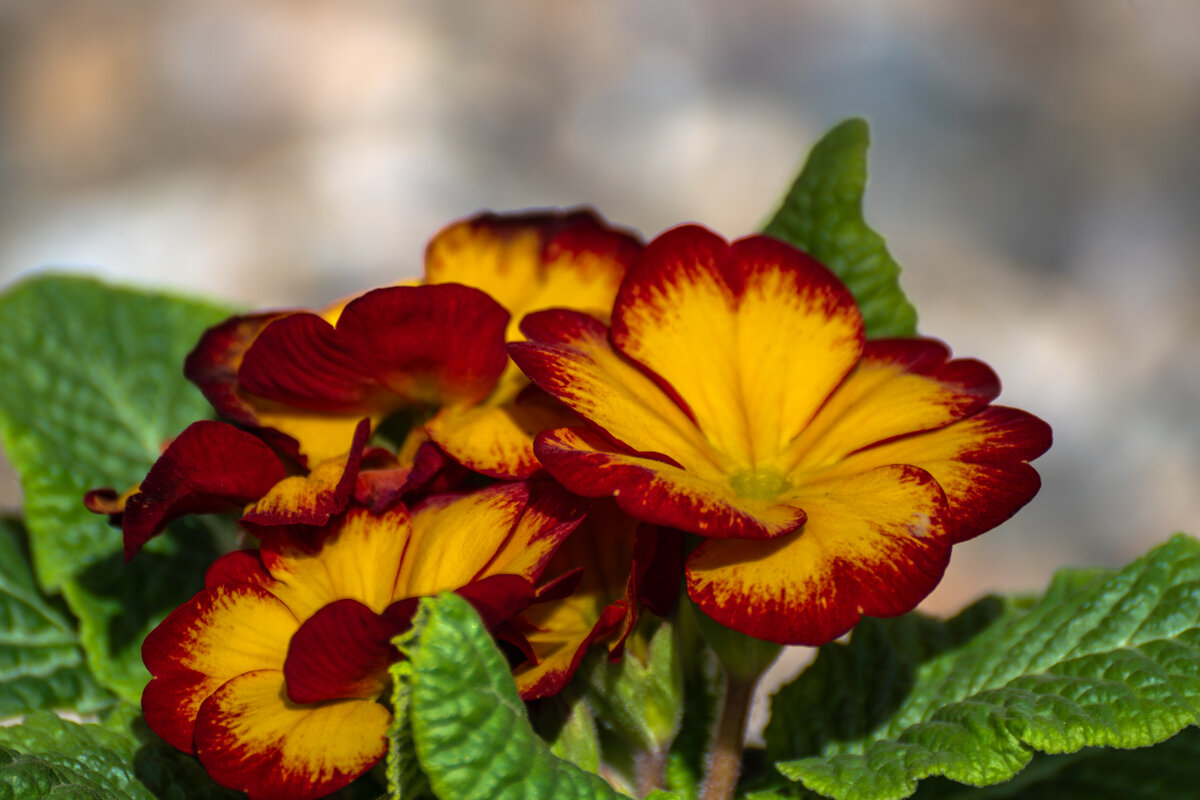 Примула - Игорь Сикорский Примула - Игорь Сикорский