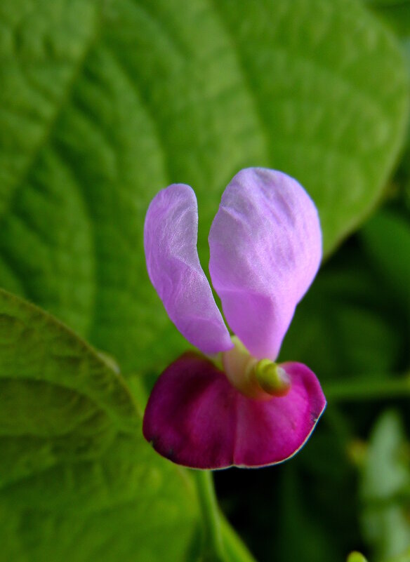 Цветочек-зайка. - nadyasilyuk Вознюк Цветочек-зайка. - nadyasilyuk Вознюк