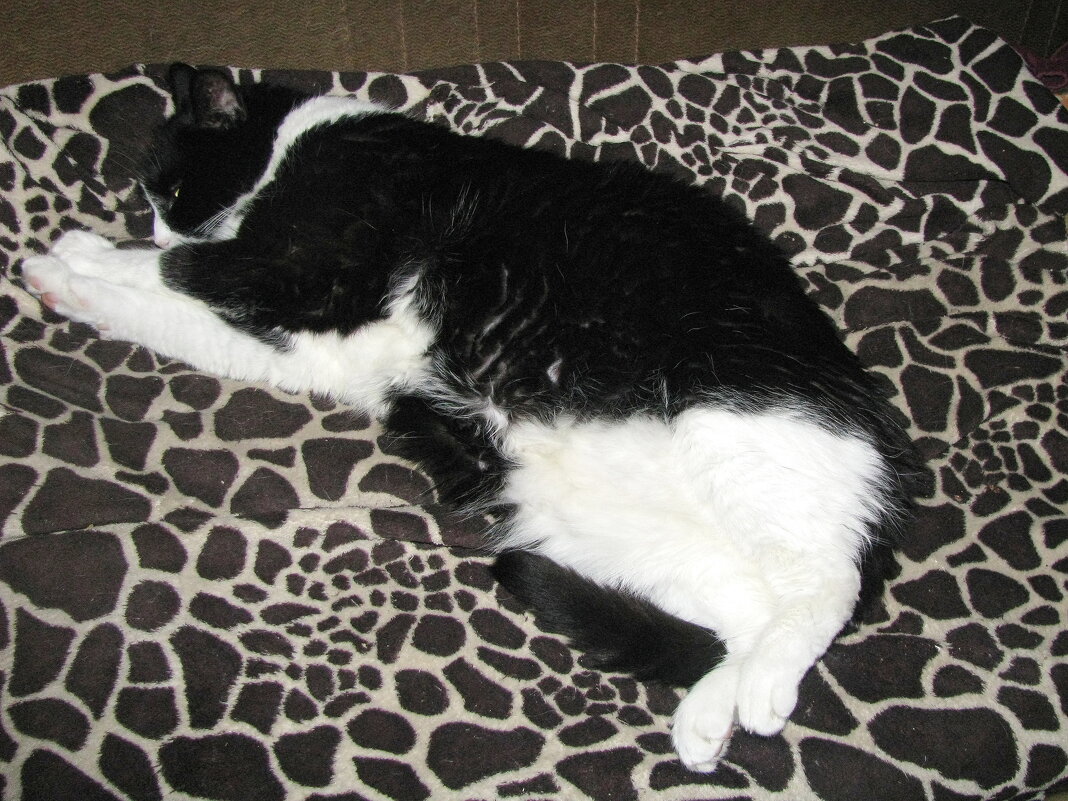 Как хочу, так и сплю - Людмила Смородинская