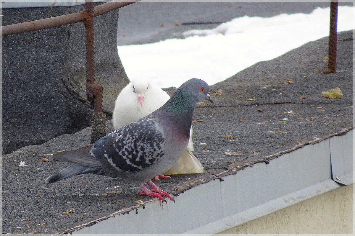 Весенние танцы - Сеня Белгородский Весенние танцы - Сеня Белгородский