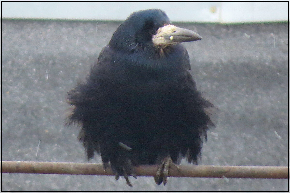 Старая Кар Я - Сеня Белгородский