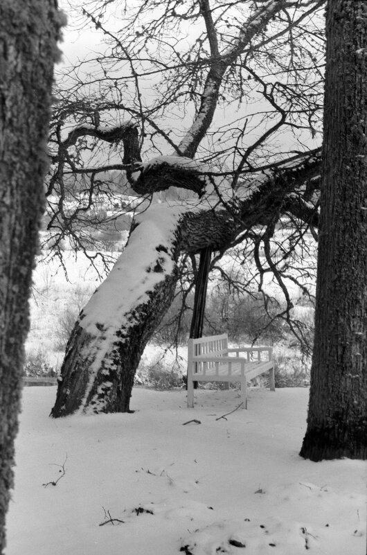 Скамья Онегина в музее-усадьбе Тригорское - Олег Зоркий