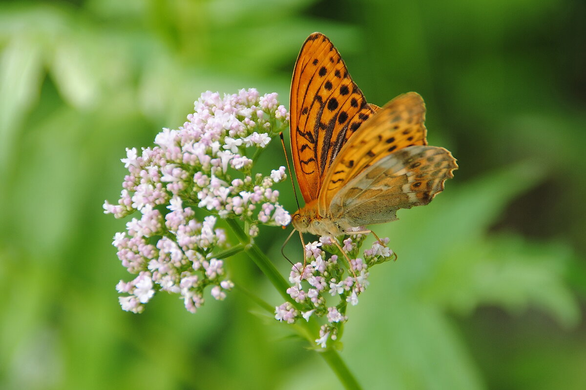Перламутровка - lyudmila Курлова