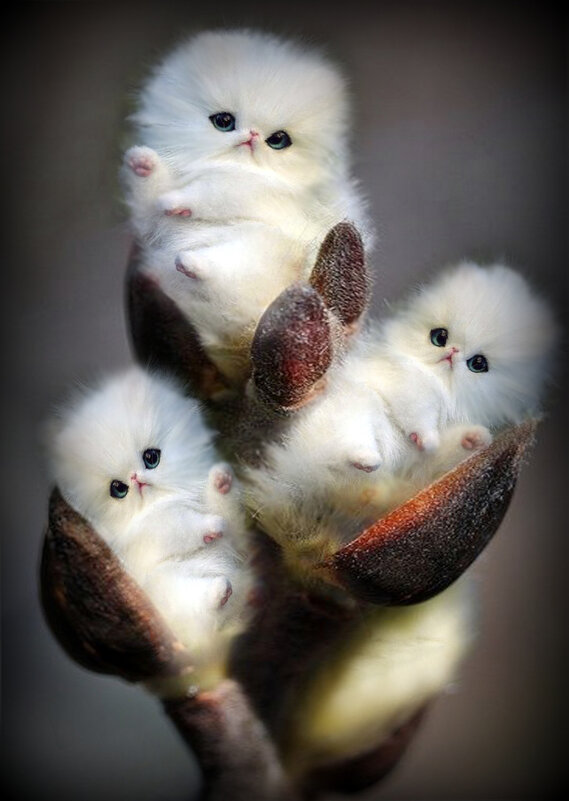 Пушистики - Е.М. ***