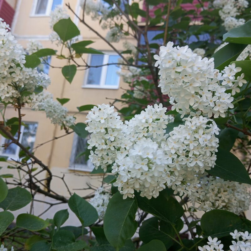 В месяце мае - Елена Семигина В месяце мае - Елена Семигина