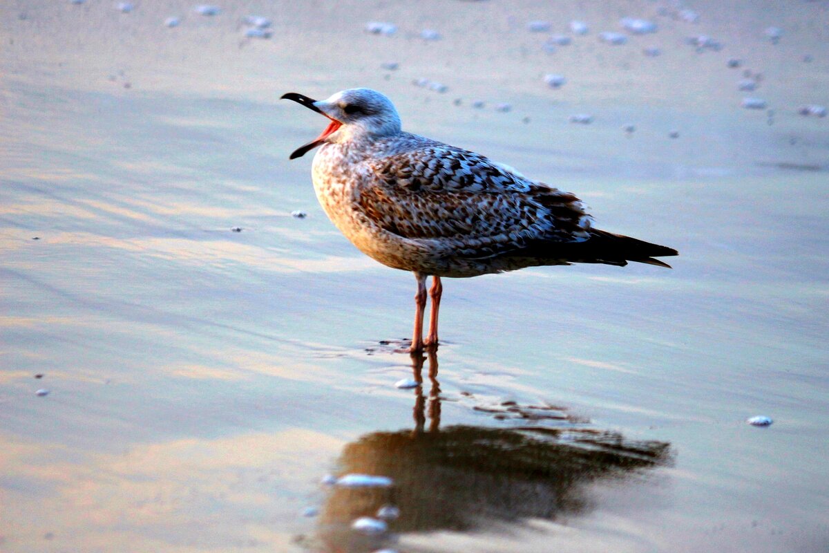 Поющая - Юрий. Шмаков