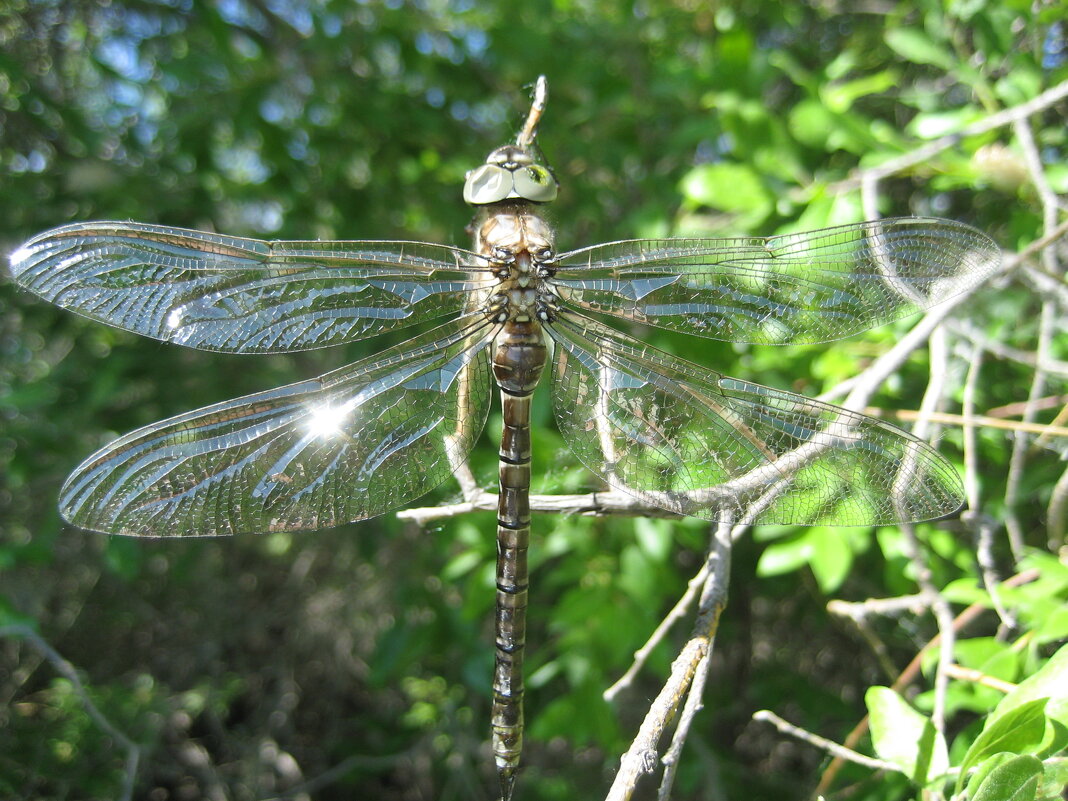 Молодая стрекоза - Anna Ivanova Молодая стрекоза - Anna Ivanova