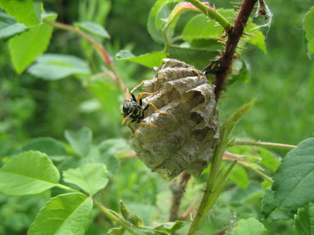 Оса за работой - Anna Ivanova