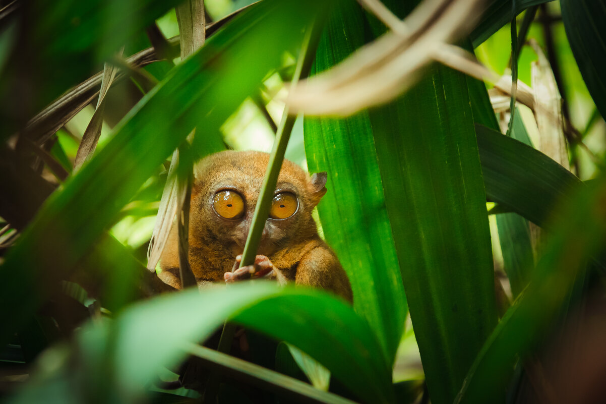 Рыбачок) - алексей афанасьев Рыбачок) - алексей афанасьев