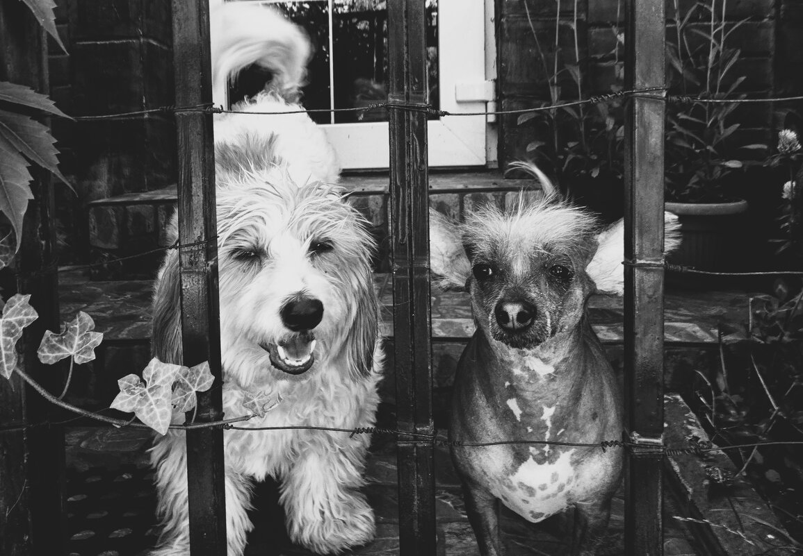 Сидим за решёткой... - Elena Ророva Сидим за решёткой... - Elena Ророva