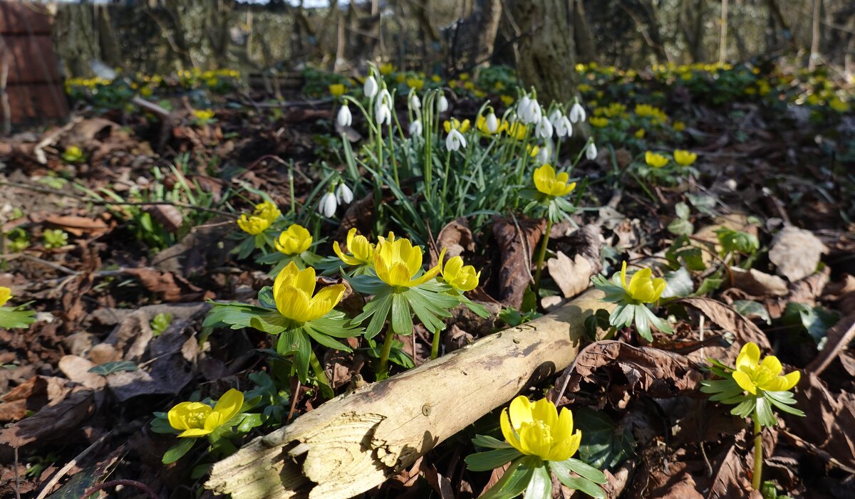 Первая весенняя песня... Первоцветы.... - Галина Первая весенняя песня... Первоцветы.... - Галина