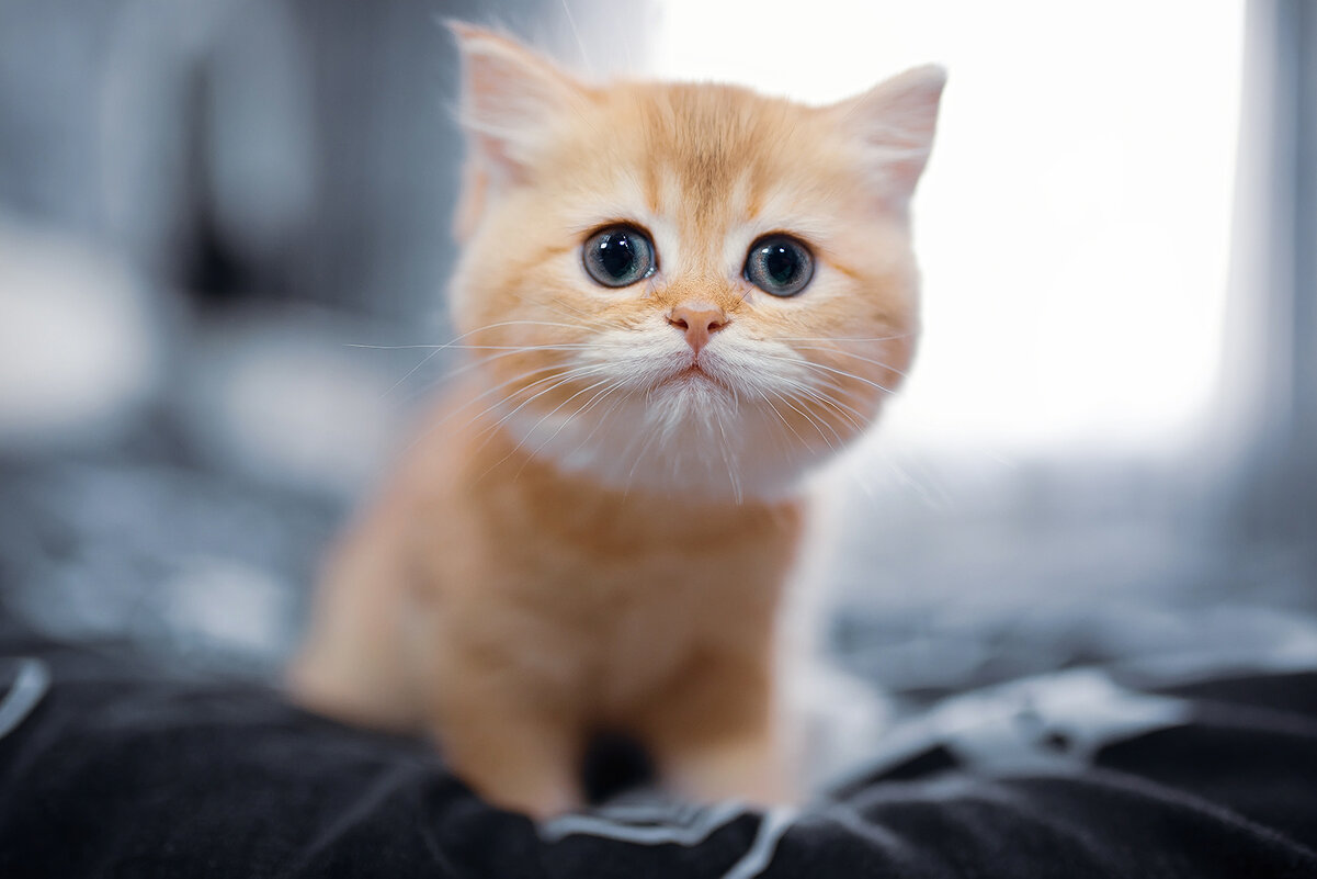 Апельсинка - Лилия .