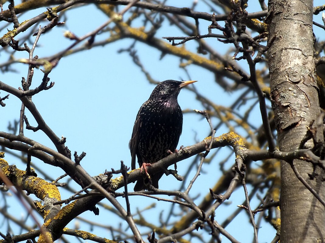 Скворец - Зоя Мишина Скворец - Зоя Мишина