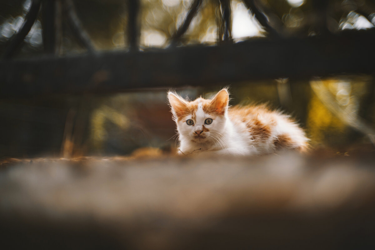 Взгляд. - Анатолий Щербак