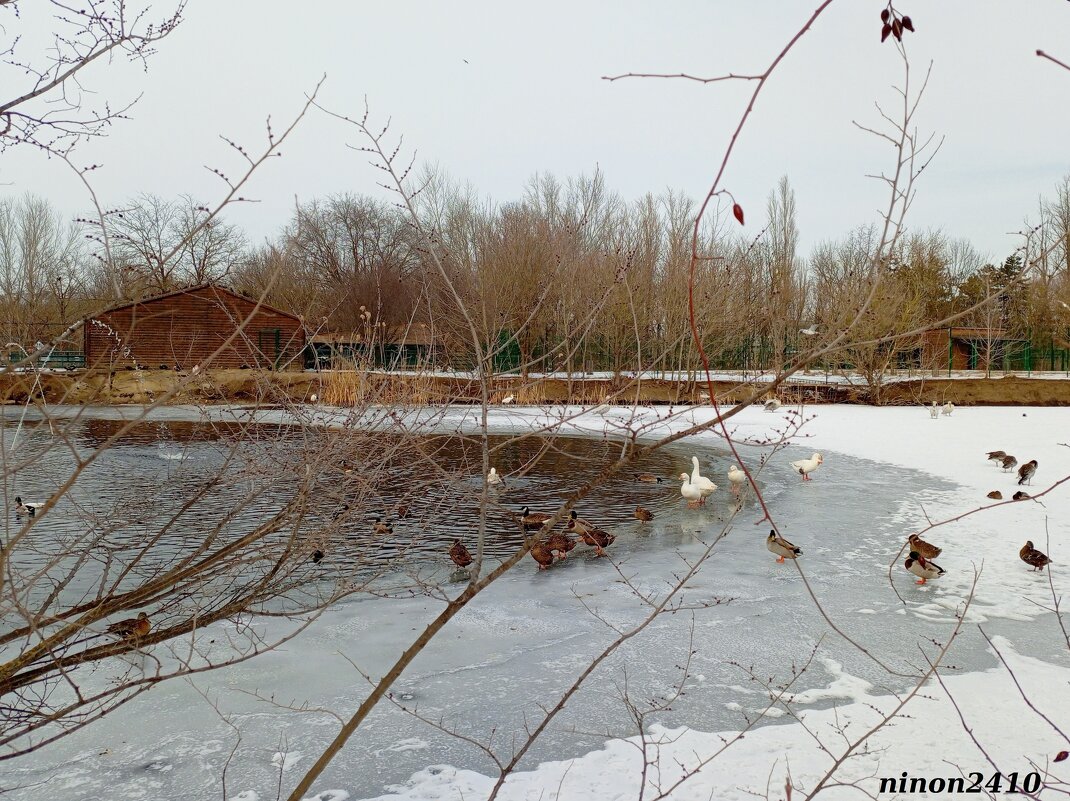 В ростовском зоопарке - Нина Бутко В ростовском зоопарке - Нина Бутко