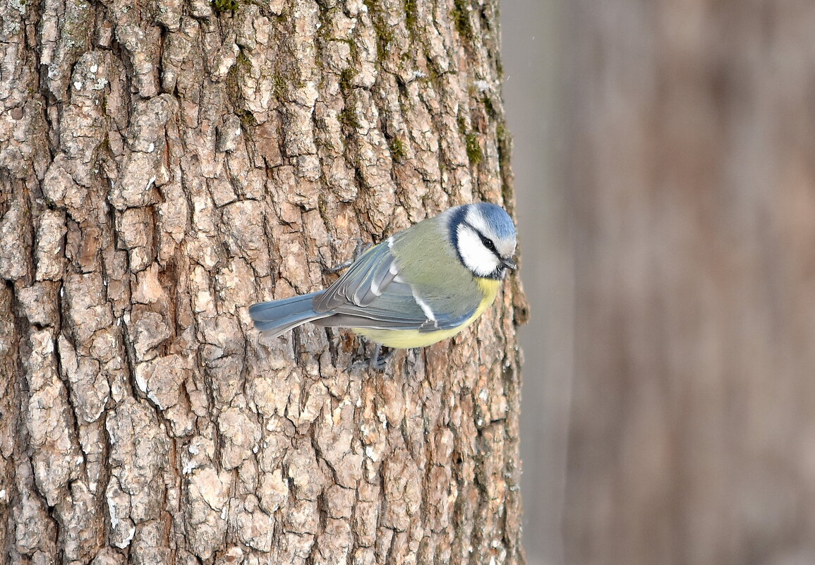 лазоревка - Алексей . лазоревка - Алексей .