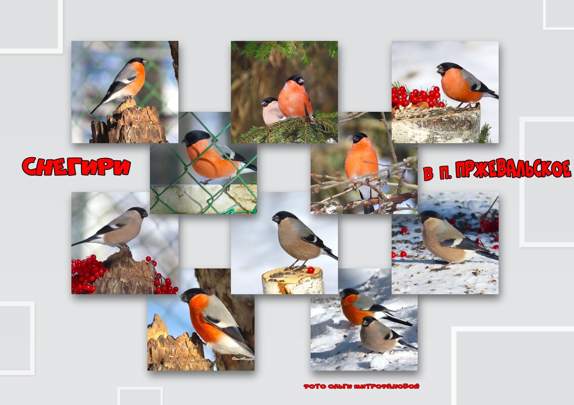 Снегири - Ольга Митрофанова