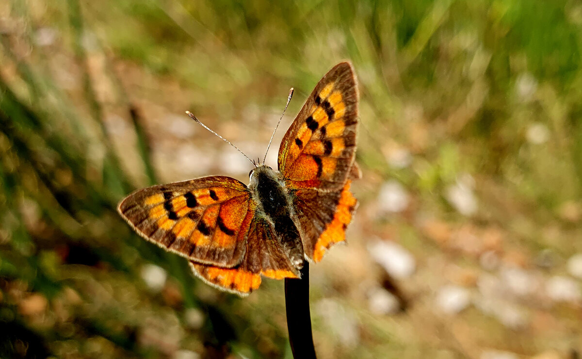 опять про бабочек 430 - Александр Прокудин опять про бабочек 430 - Александр Прокудин