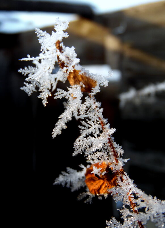 Ледяные кружева. - nadyasilyuk Вознюк Ледяные кружева. - nadyasilyuk Вознюк