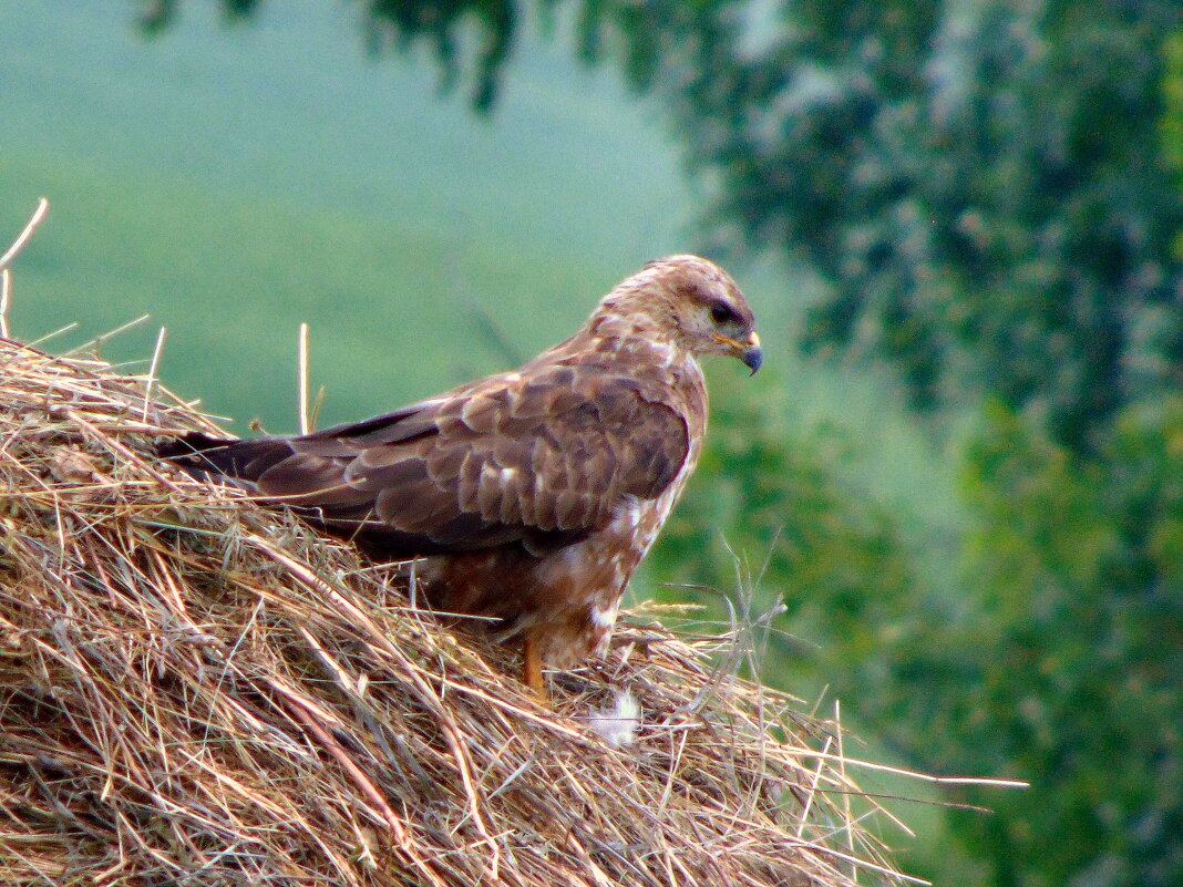 Гроза мышей. - nadyasilyuk Вознюк