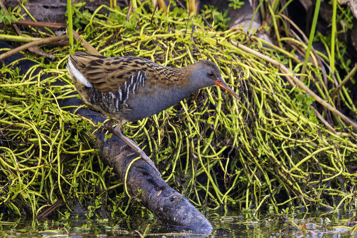 Водяной пастушок. - Alexander Amromin