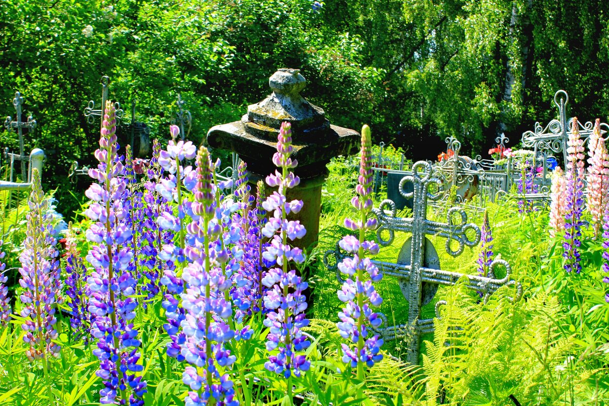 Люпины - Сергей Кочнев