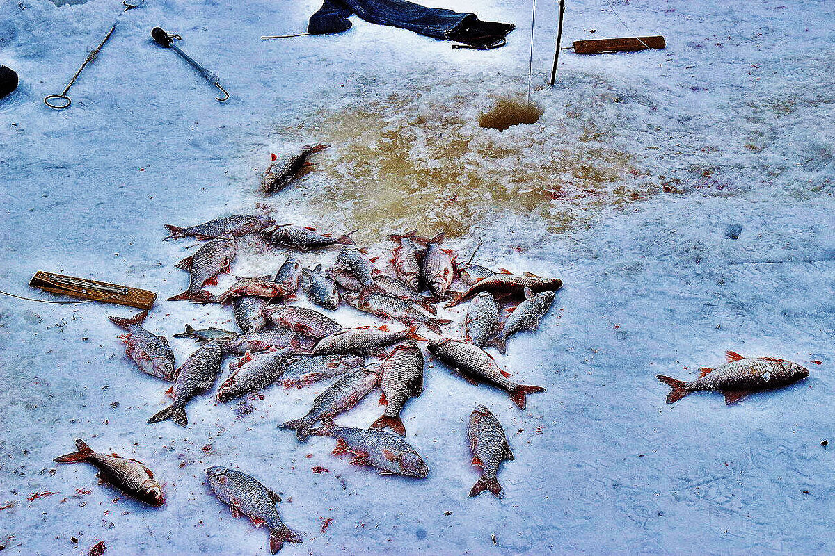 Февраль...Улов рыбака! - Владимир 