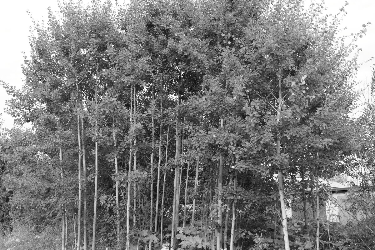 Название отсутствует - Денис Безногов Название отсутствует - Денис Безногов