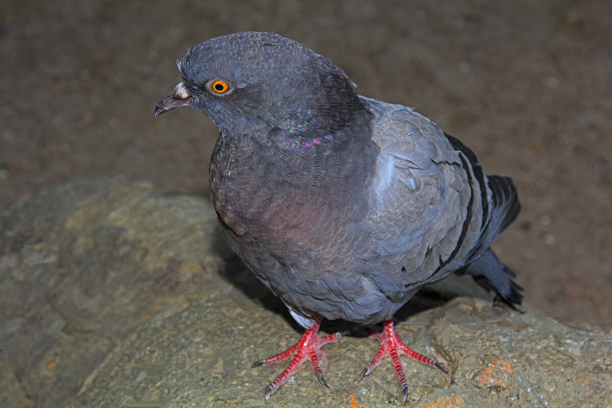 Голубь сизокрылый - Валентин Семчишин