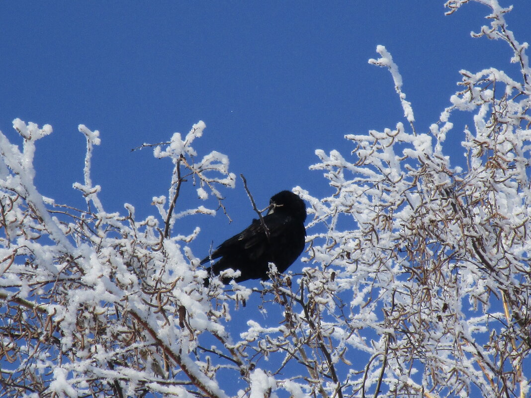 прошлогодний март - Елена Шаламова прошлогодний март - Елена Шаламова