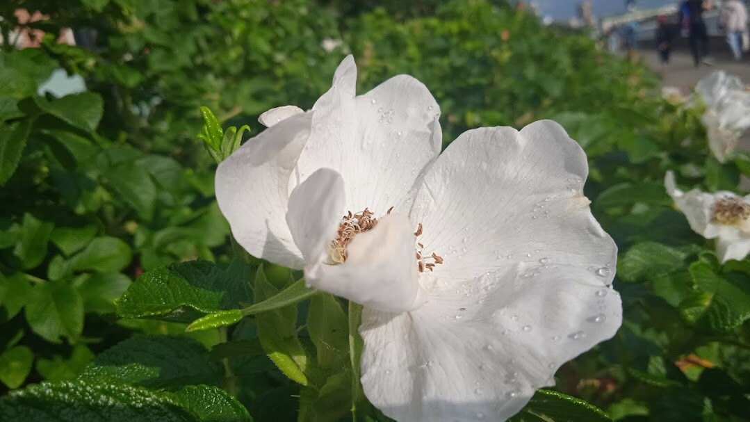 Екатеринбург - Елена Шаламова