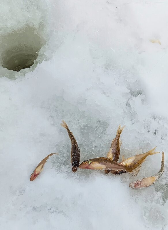 Лунка и ерши) - Виктор 