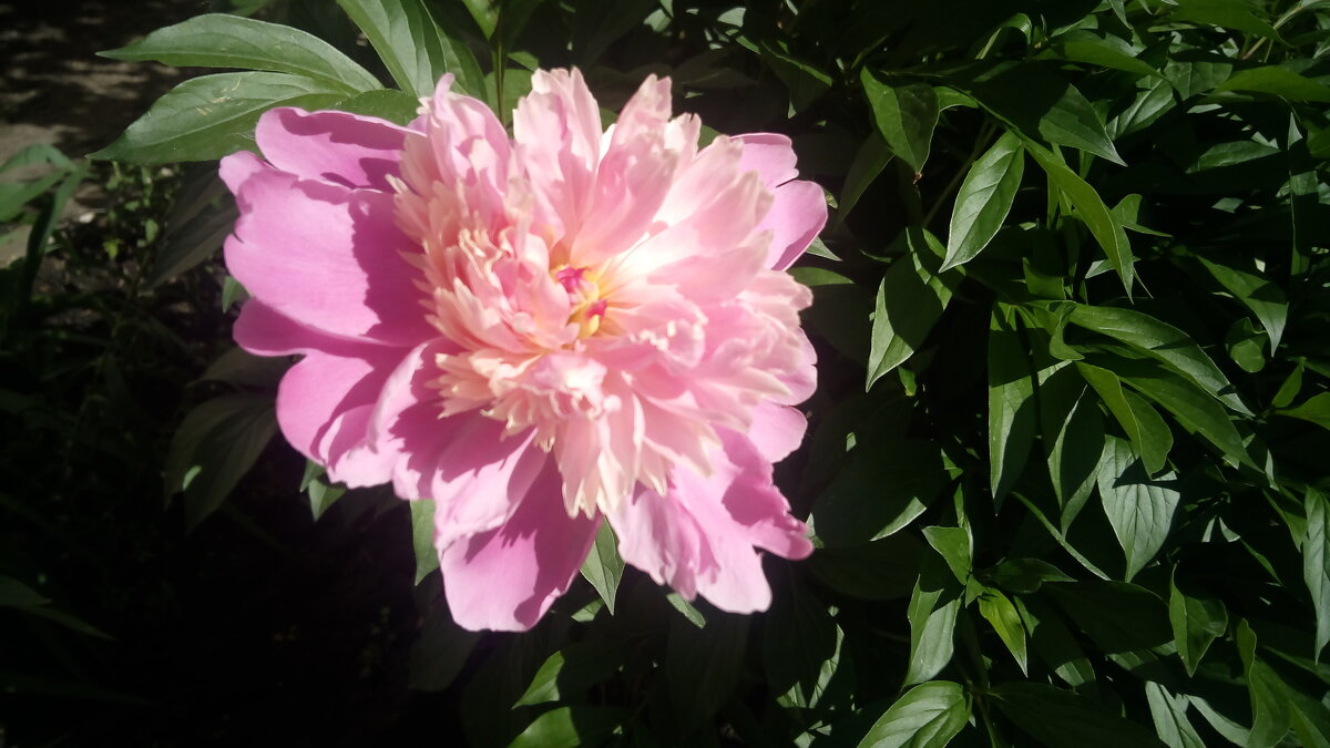 ,,, - Сергей Тимоновский